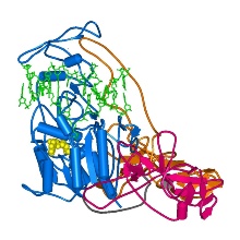 Struktur der DNMT1 an DNA gebunden