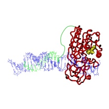 Model of a programmable DNA Methyltransferase