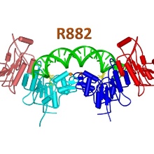 Struktur der DNMT3A DNA Methyltransferase