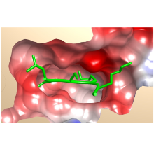 Modell der Peptidbindungstasche von SMYD2