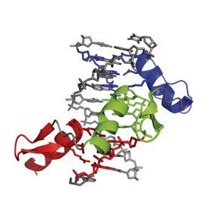Struktur eines Zink Finger Proteins in Komlex mit DNA