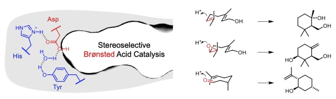 Squalene hopene cyclases are protonases for stereoselective Brønsted acid catalysis